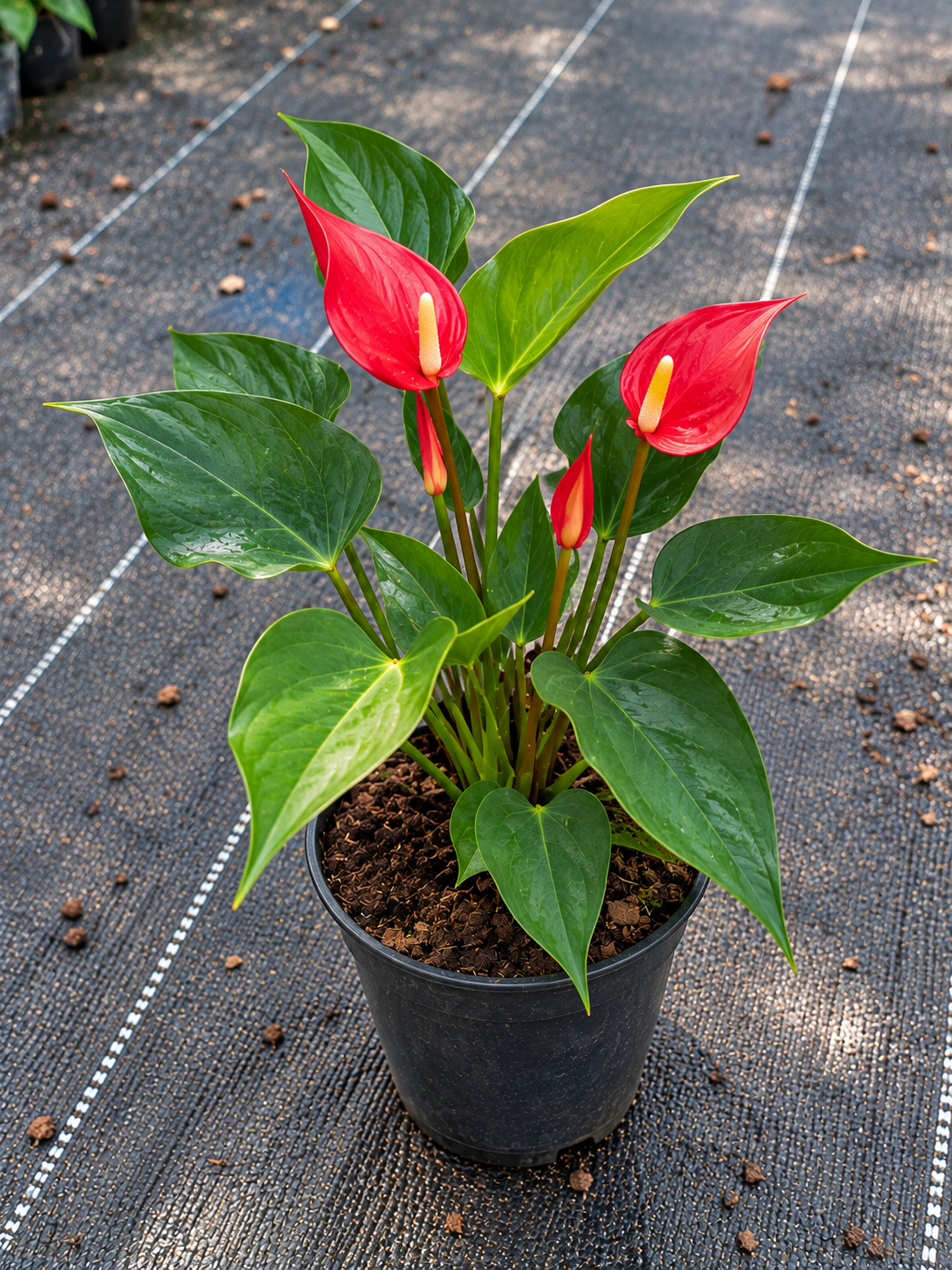 Anthurium Red