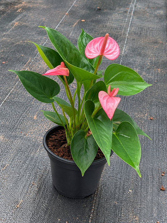 Anthurium Pink