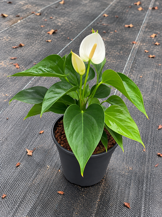 Anthurium white