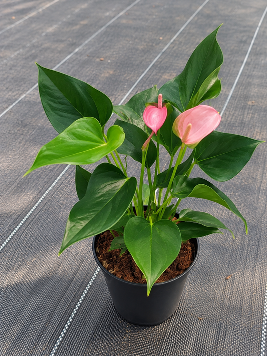 Anthurium Pink