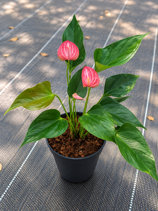 Anthurium Pink