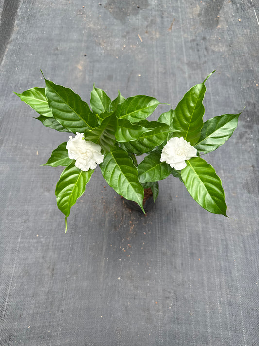 Multipetal Nandyarvattam