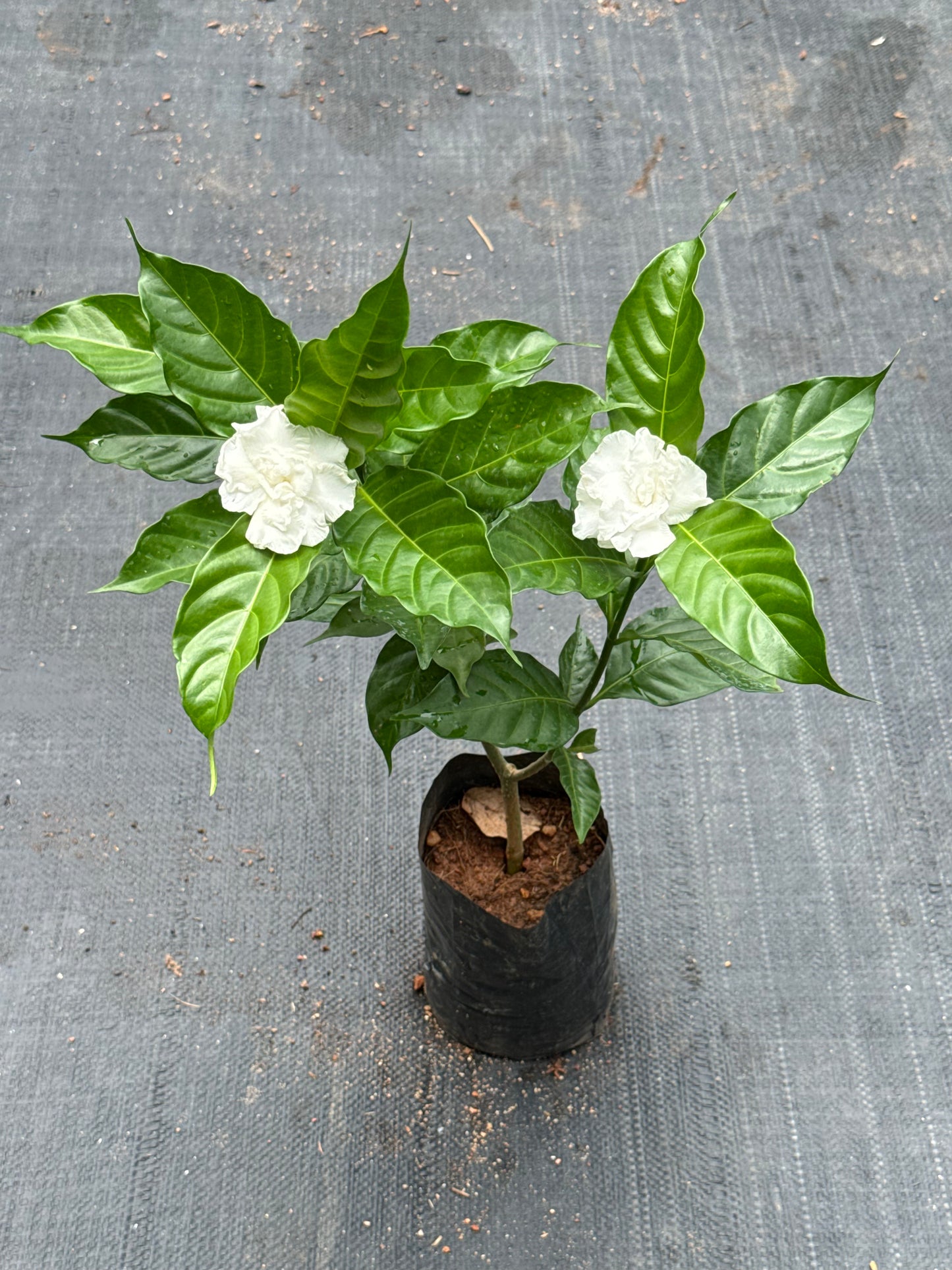 Multipetal Nandyarvattam