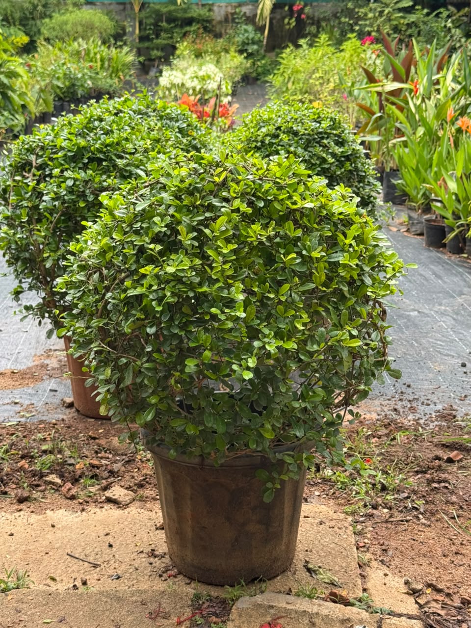 Malpighia Plant