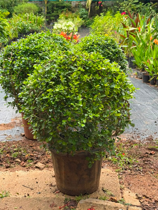 Malpighia Plant