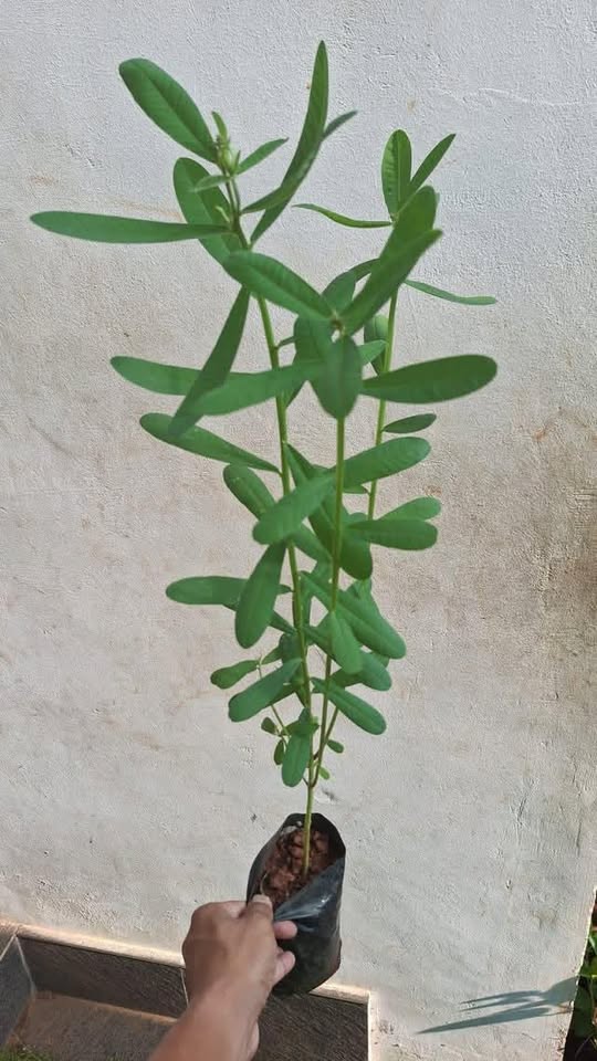 Butterfly Plant Big