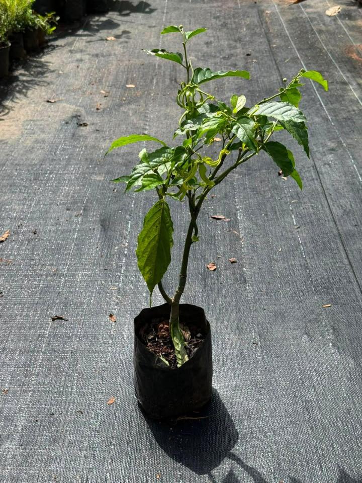Langi Langi Plant