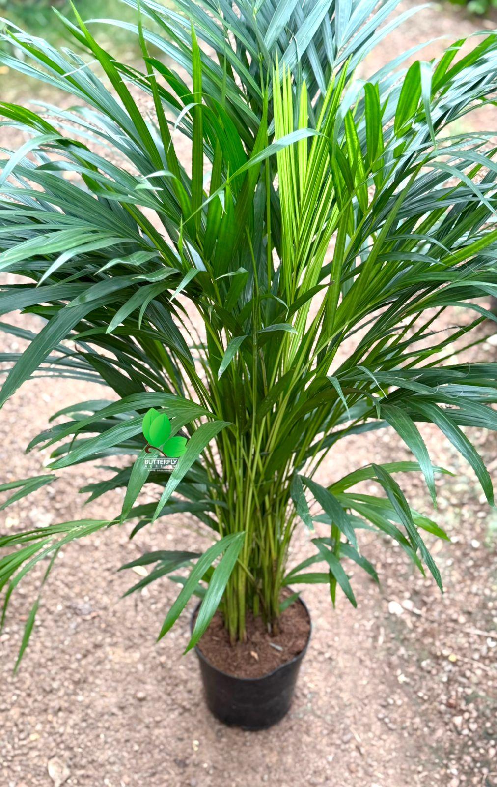 Areca Palm