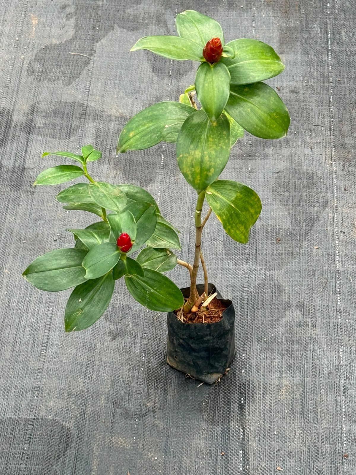 Red Button Ginger (Costus woodsonii)