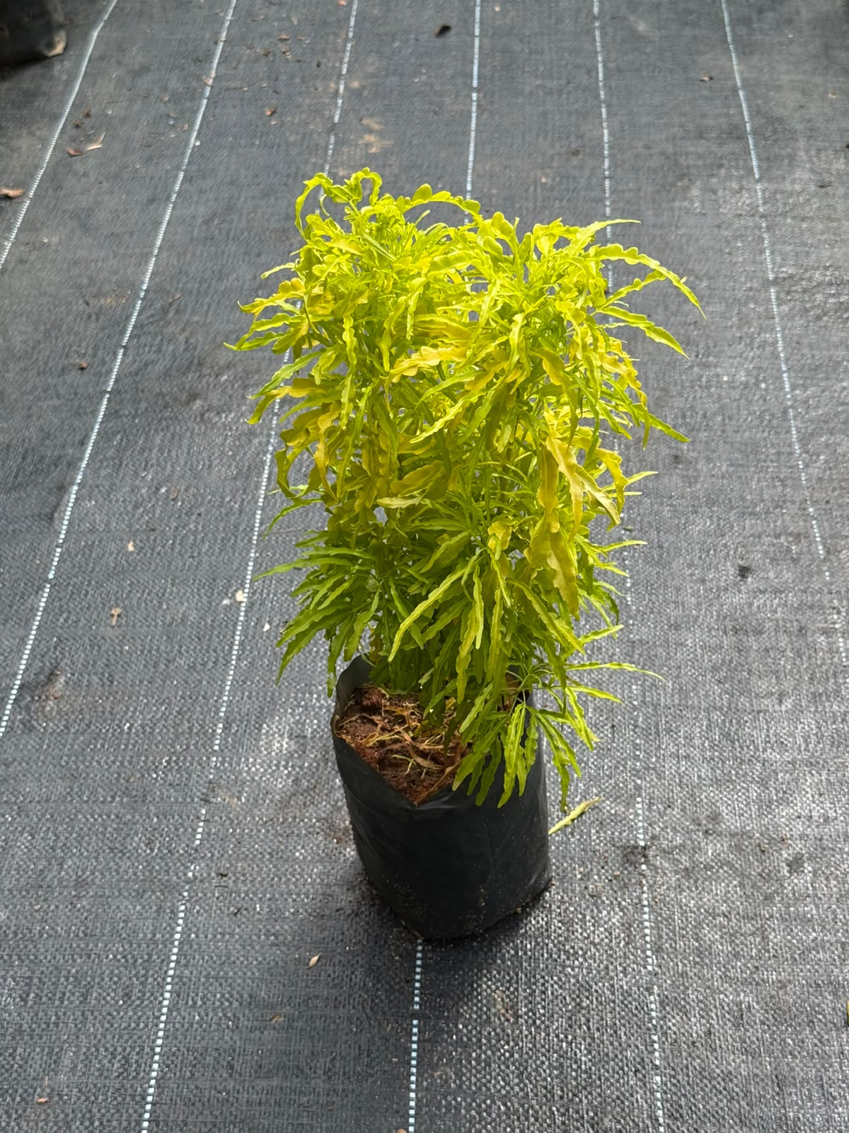 Golden Aralia (Polyscias fruticosa)