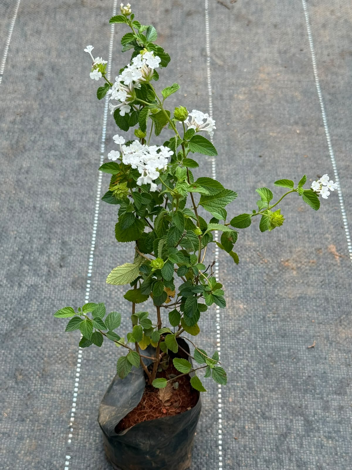 Lantana White