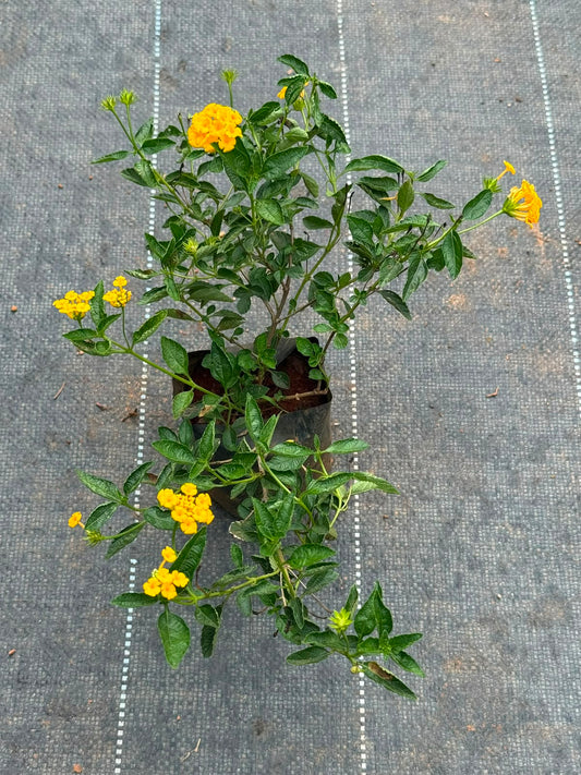 Lantana Yellow