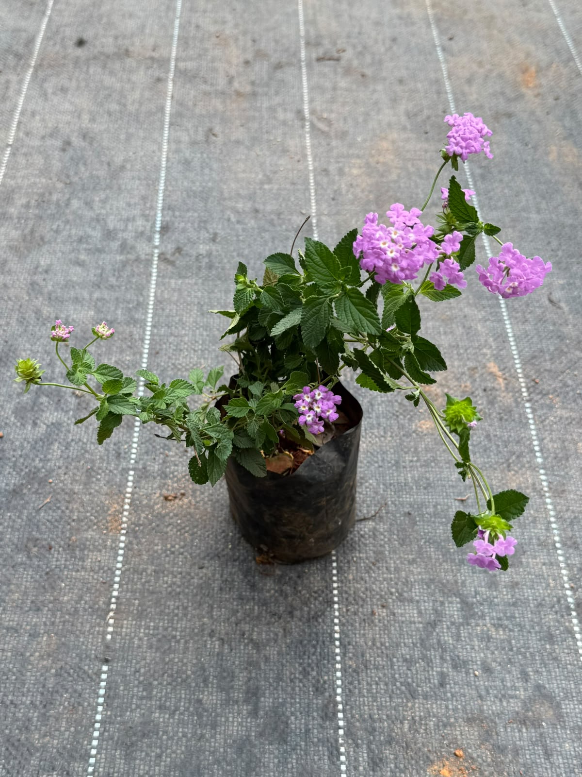 Lantana Pink