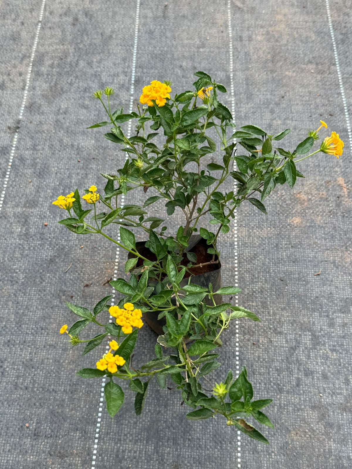 Lantana Yellow
