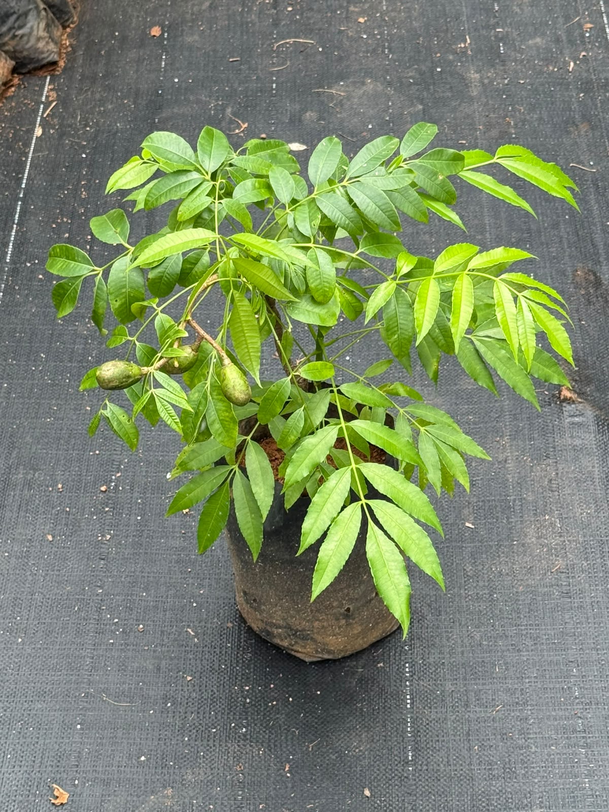 Ambazham Plant (Hog Plum)