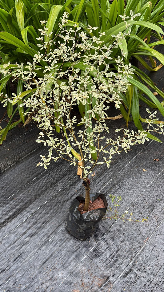 Variegated Terminalia