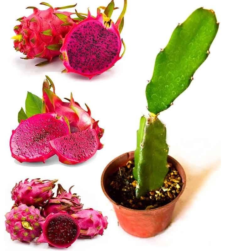 Dragon Fruit Red Plant