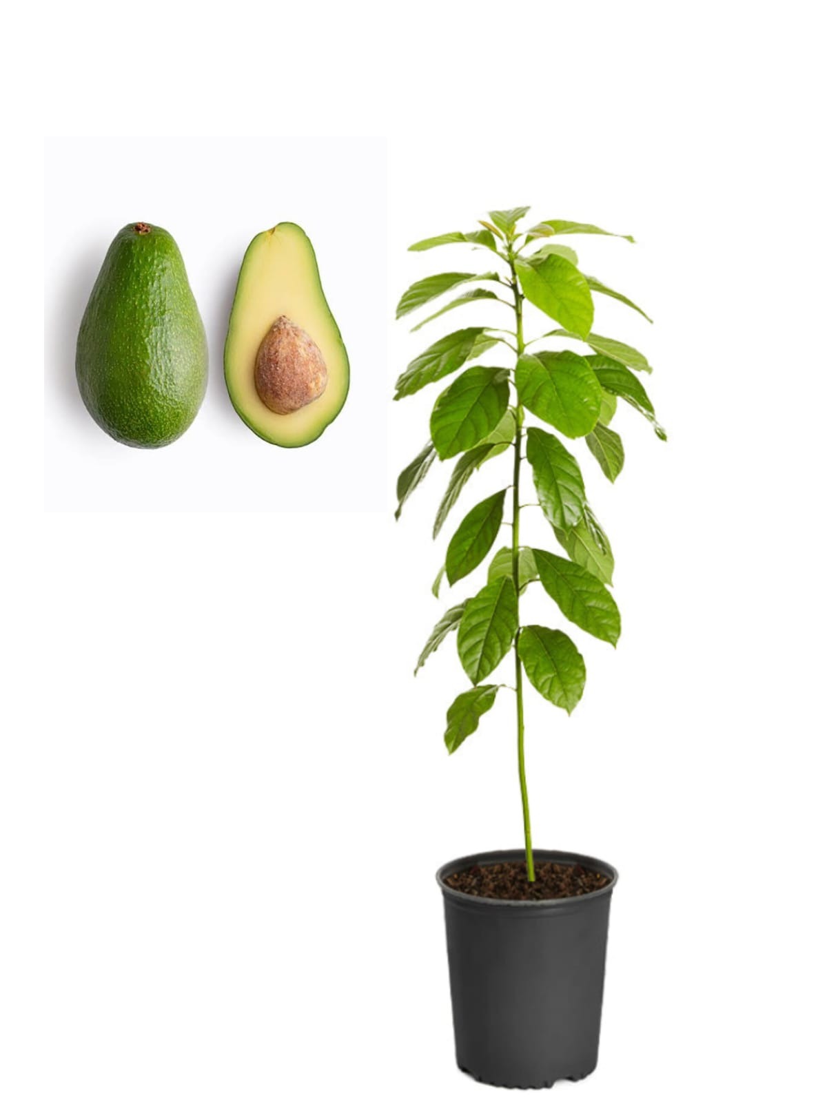 Avocado Plant