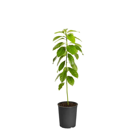 Avocado Plant
