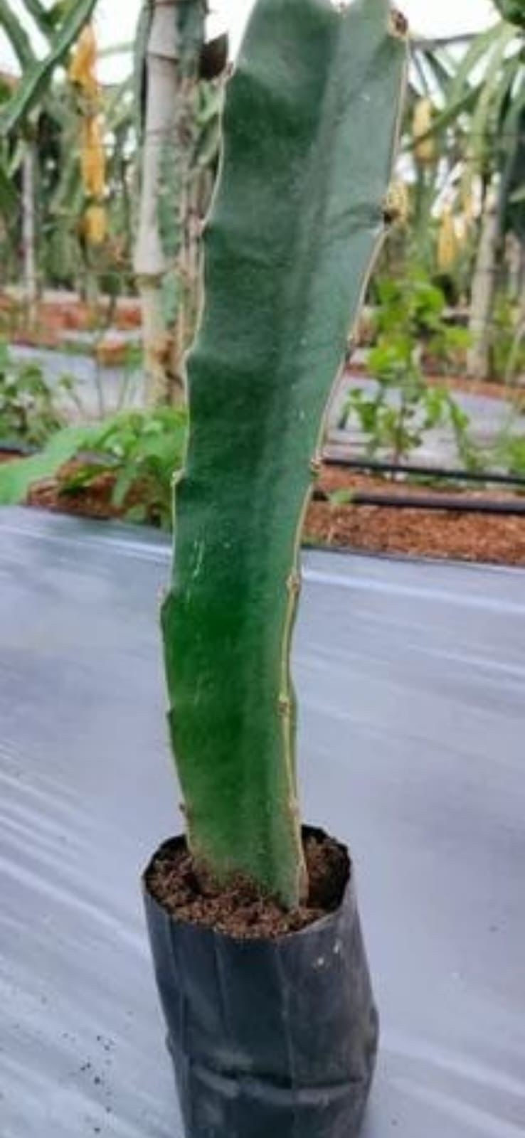 White Dragon Fruit Plant