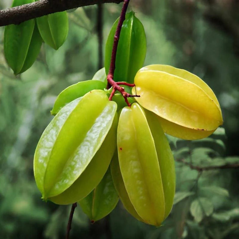 Star Fruit Plant (Averrhoa Carambola)