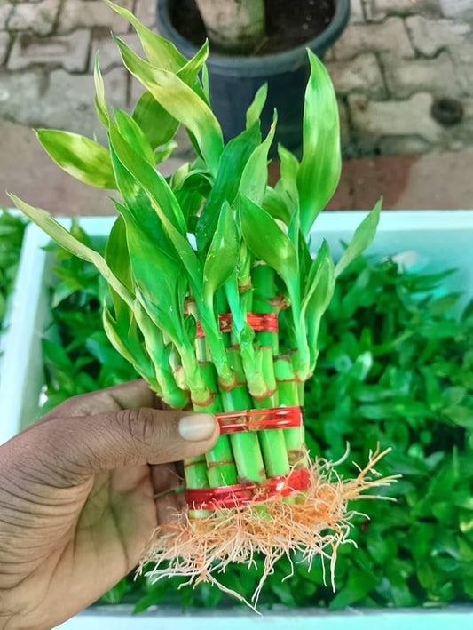 2 Layer Lucky Bamboo (Dracaena Sanderiana)