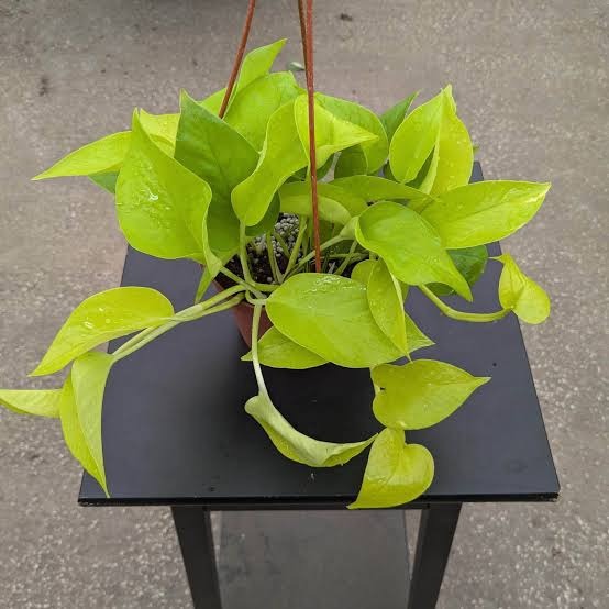 Neon Pothos Hanging (Epipremnum Aureum 'Neon')
