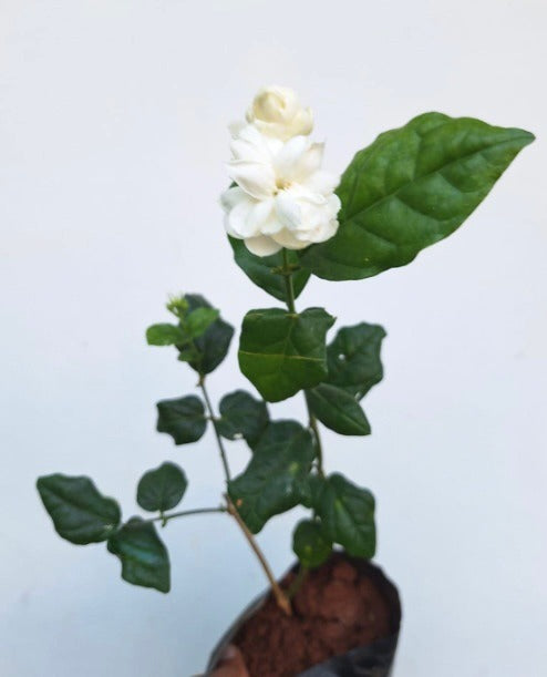 Katta Mulla (Layered Arabian Jasmine)