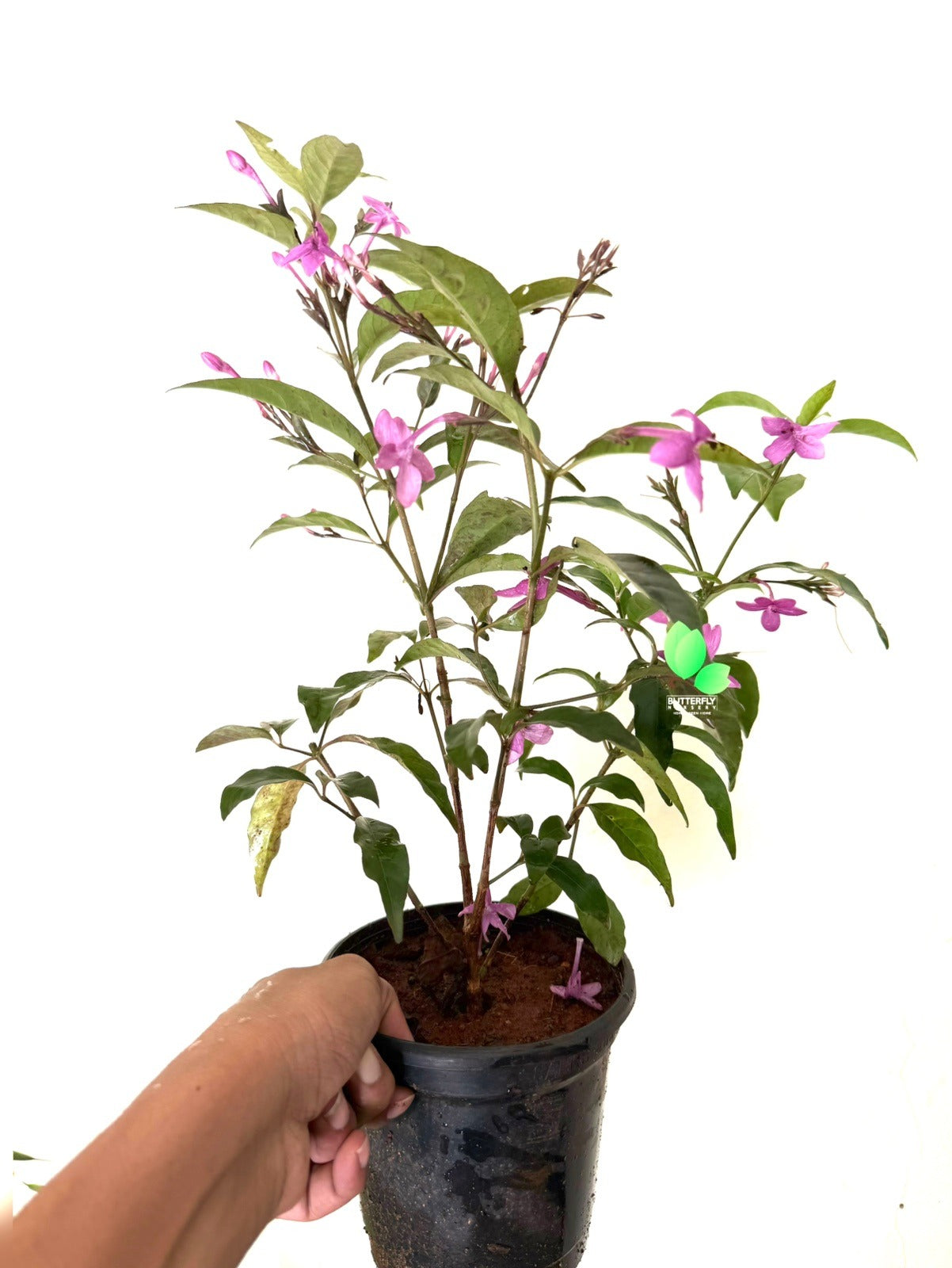 Violet Jasmine (Cestrum Elegans)