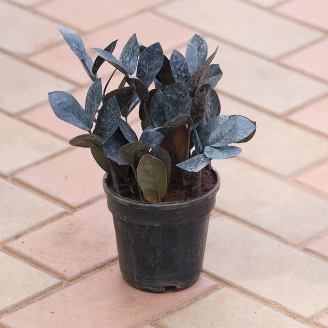 Black ZZ Plant (Zamioculcas Zamiifolia 'Raven')
