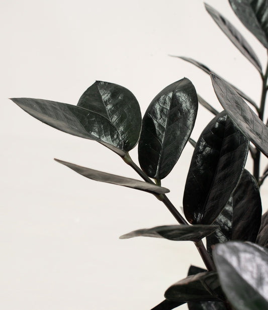 Black ZZ Plant (Zamioculcas Zamiifolia 'Raven')
