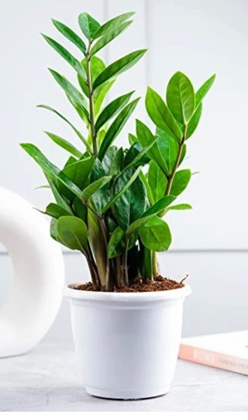 Green ZZ plant (Zamioculcas Zamiifolia)