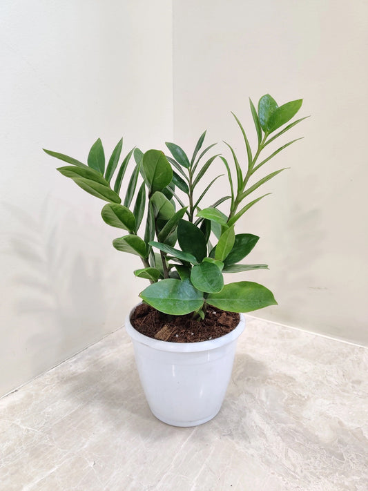 Green ZZ plant (Zamioculcas Zamiifolia)