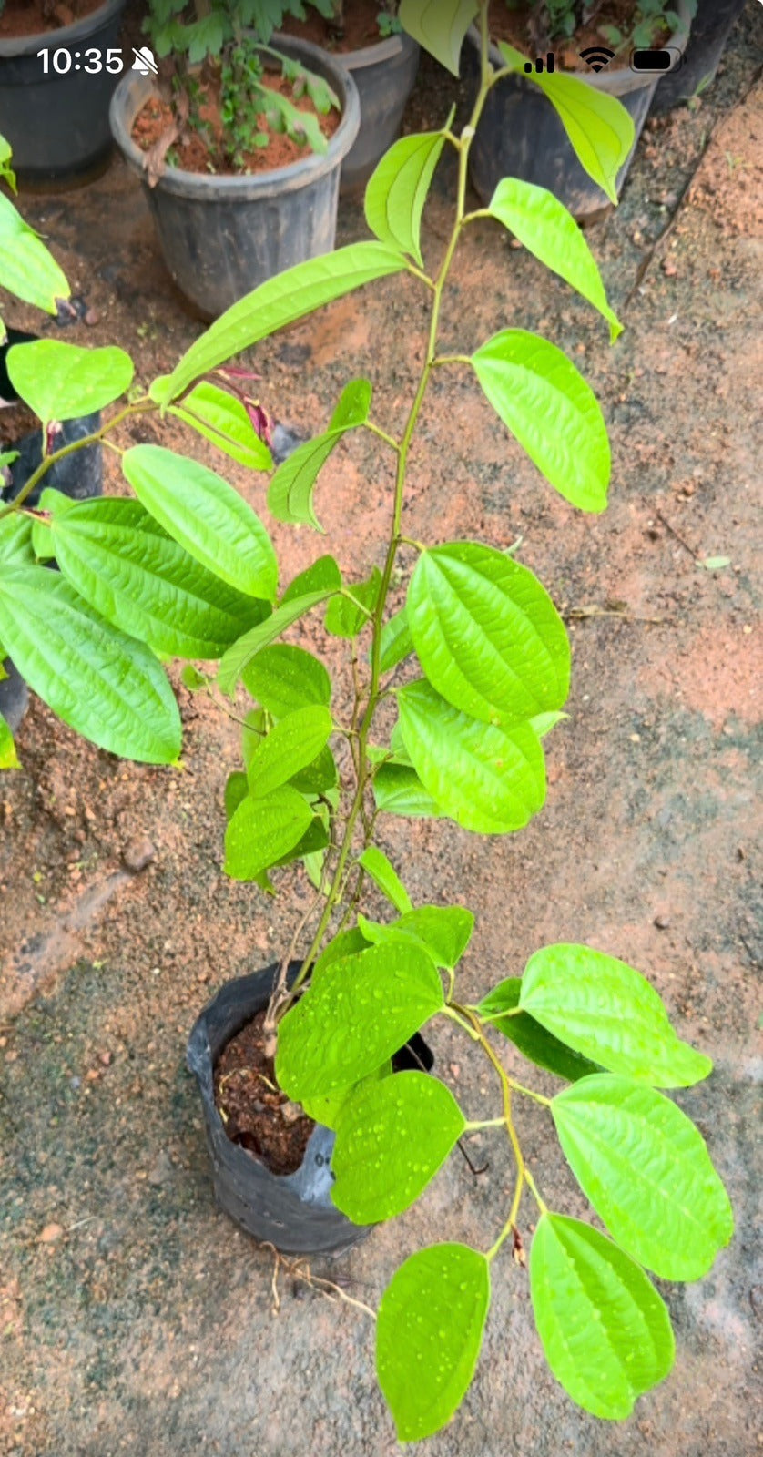 Bauhinia Coccinea Plant (Scarlet Bauhinia)