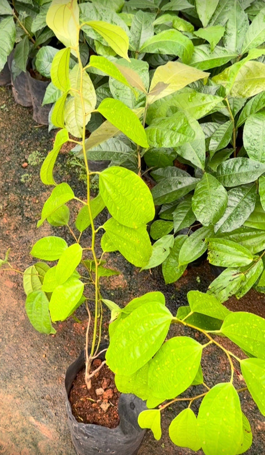 Bauhinia Coccinea Plant (Scarlet Bauhinia)