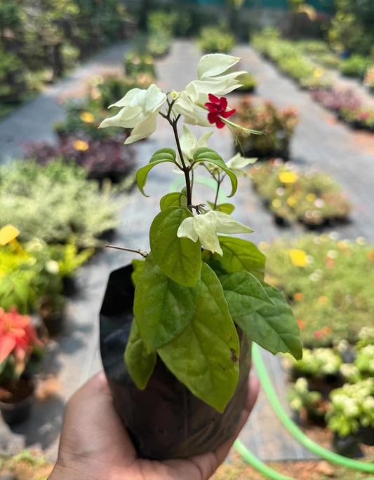 Bleeding Heart Plant (Lamprocapnos Spectabilis)