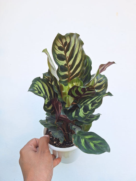 Calathea Makoyana Bushy Plant (Peacock Calathea)