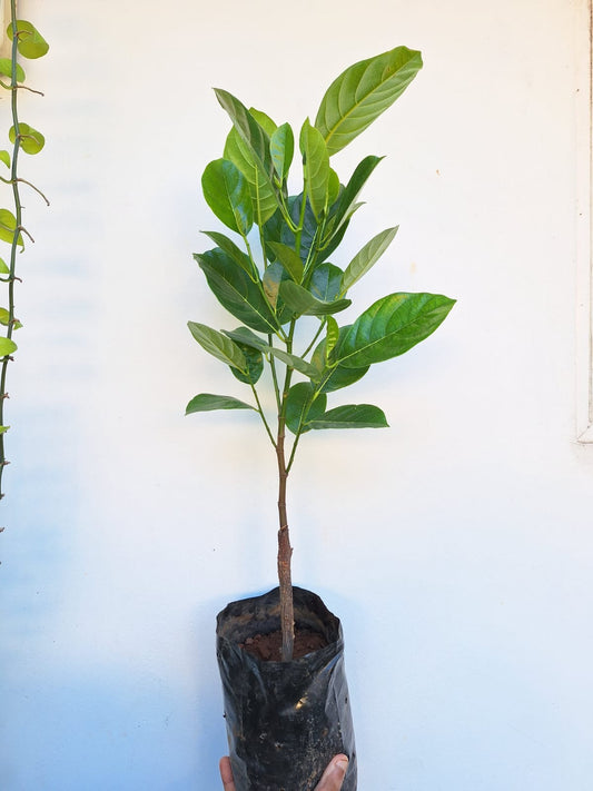 Vitenam Super Early Jackfruit