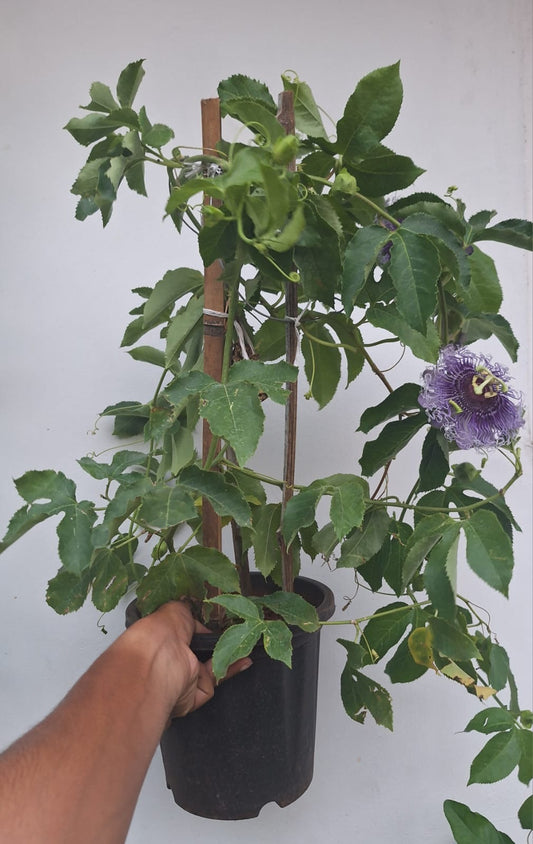 Passiflora Violet Big Plant