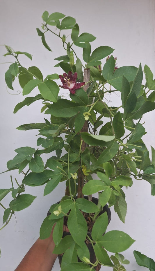 Passiflora Red Big Plant