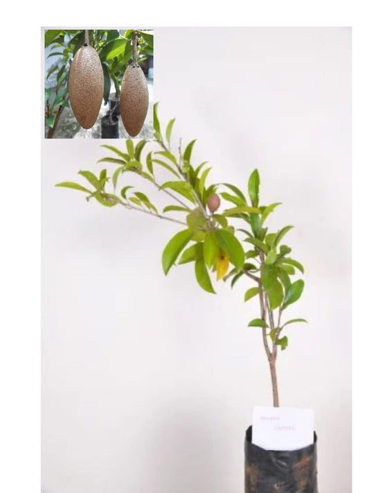 Banana Sapota Plant