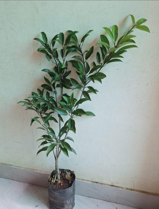 Ball Sapota Plant