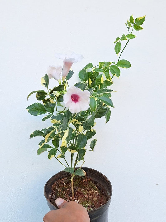 Jasminoides Variegated