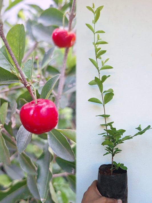 Barbados Cherry (Malpighia Emarginata)