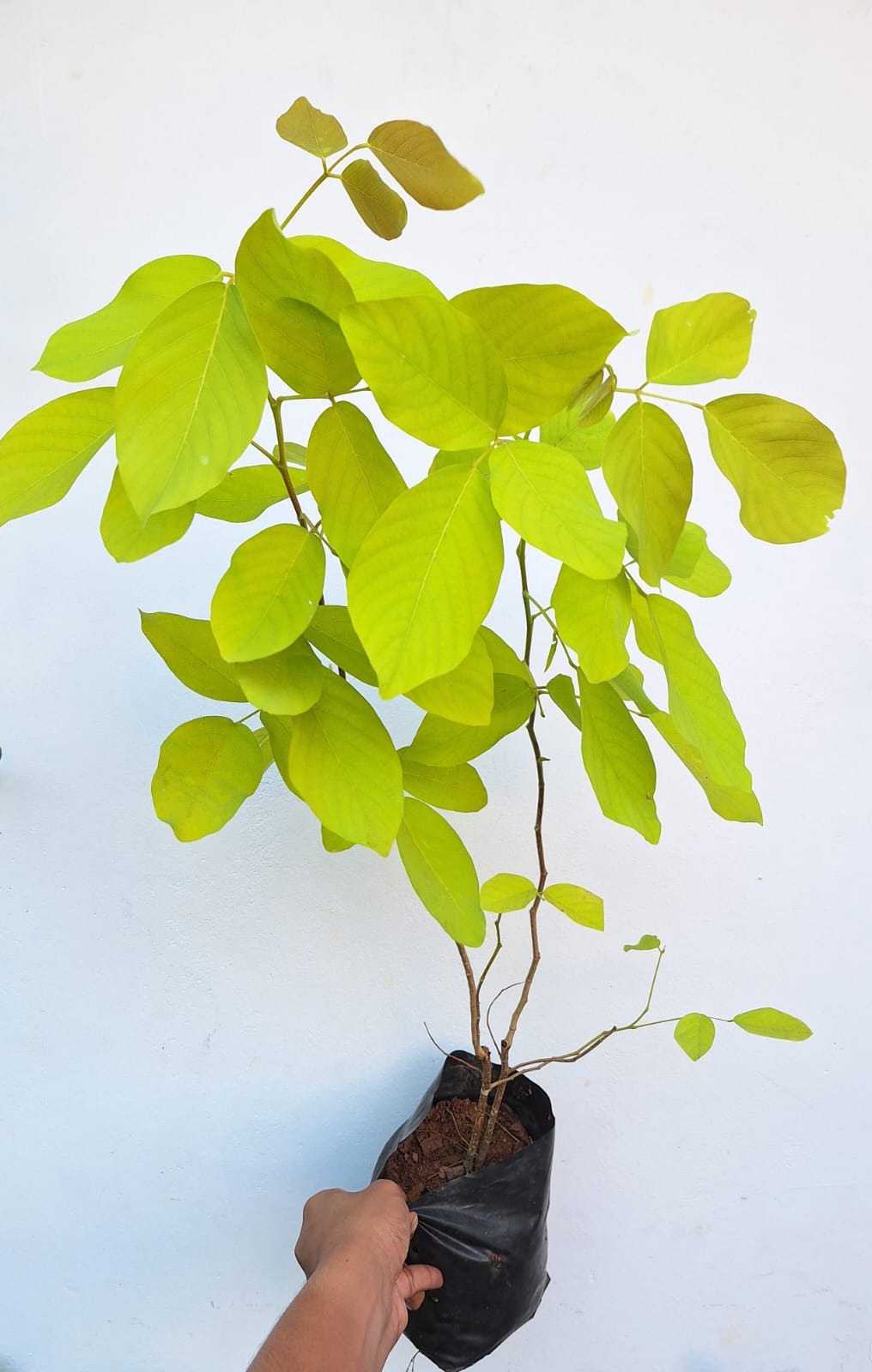 Golden Legume