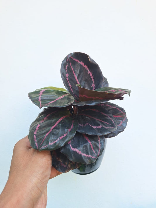 Roseopicta Calathea Bushy Plant