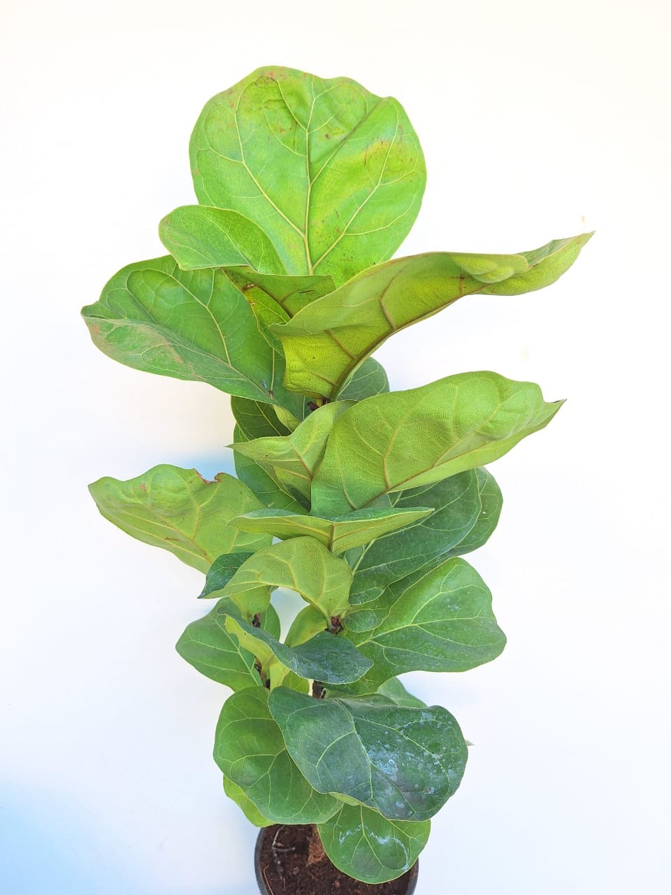 Fiddle Fig Plant (Ficus lyrata)