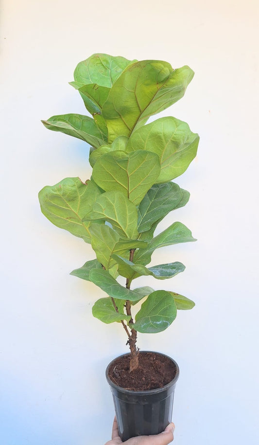 Fiddle Fig Plant (Ficus lyrata)