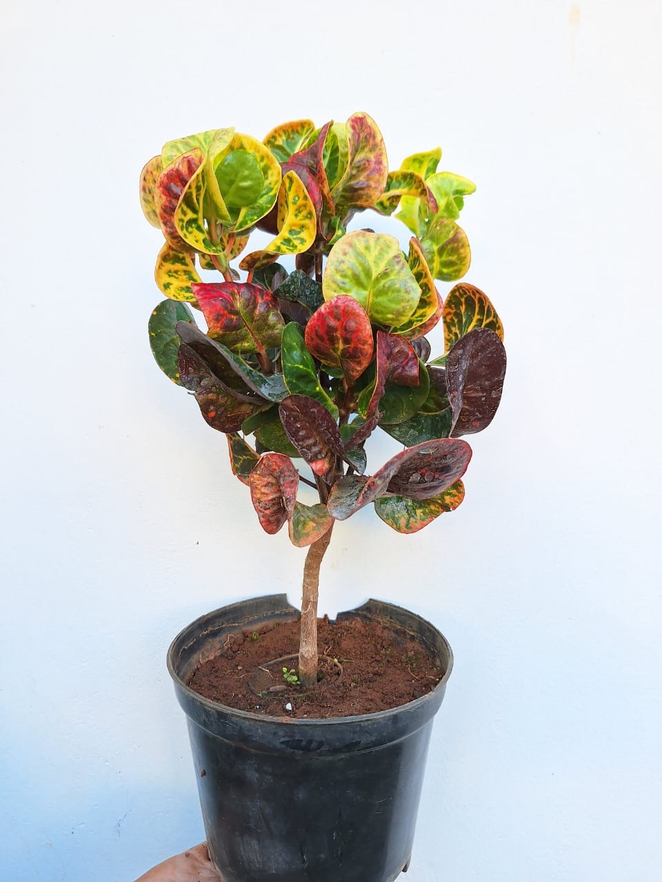 Apple Croton Plant (Codiaeum variegatum)