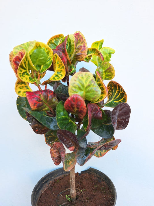 Apple Croton Plant (Codiaeum variegatum)